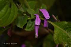 Peristrophe speciosa